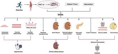 The emerging roles of irisin in vascular calcification